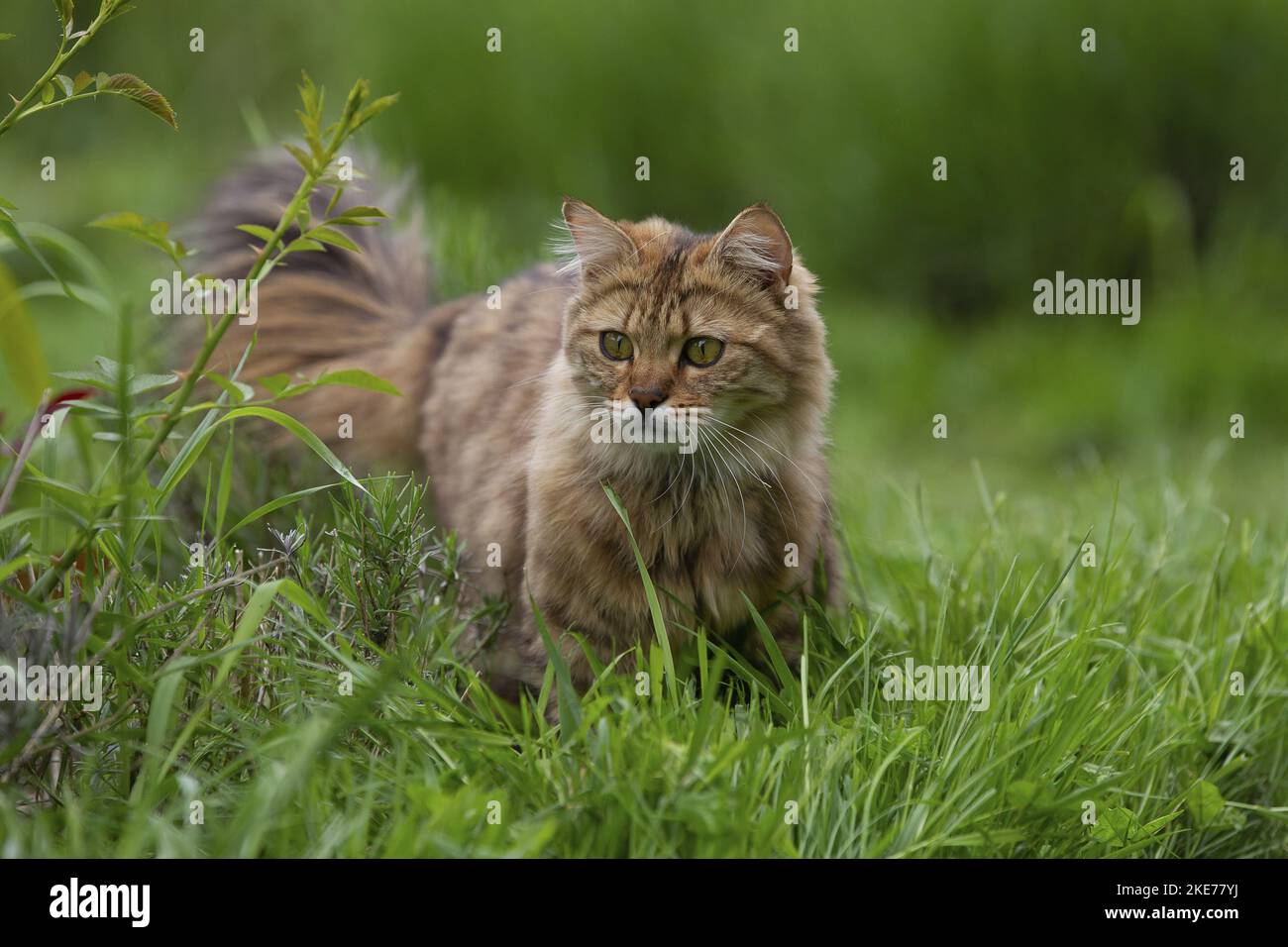 Cashmere Bengal Stock Photo
