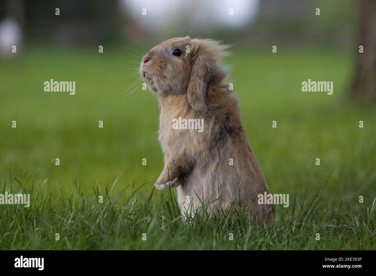 Side Rabbit P Side view mini lop rabbit hi-res stock photography and images - Alamy