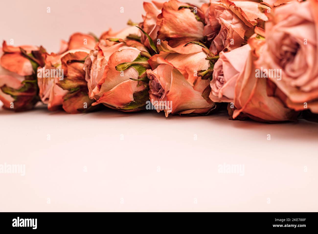 Orange roses are laid out on a monochromatic background.  Stock Photo