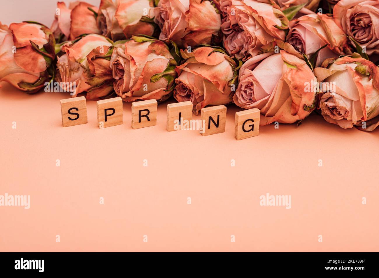 Orange roses are laid out on a monochromatic background. Spring Stock Photo