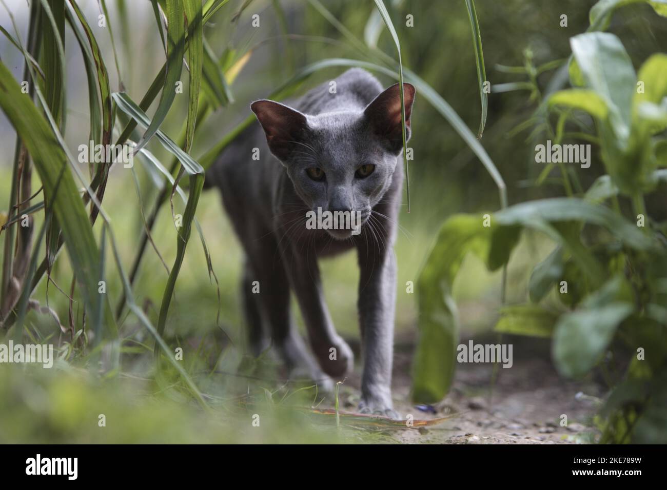 walking Oriental Shorthair Stock Photo Alamy