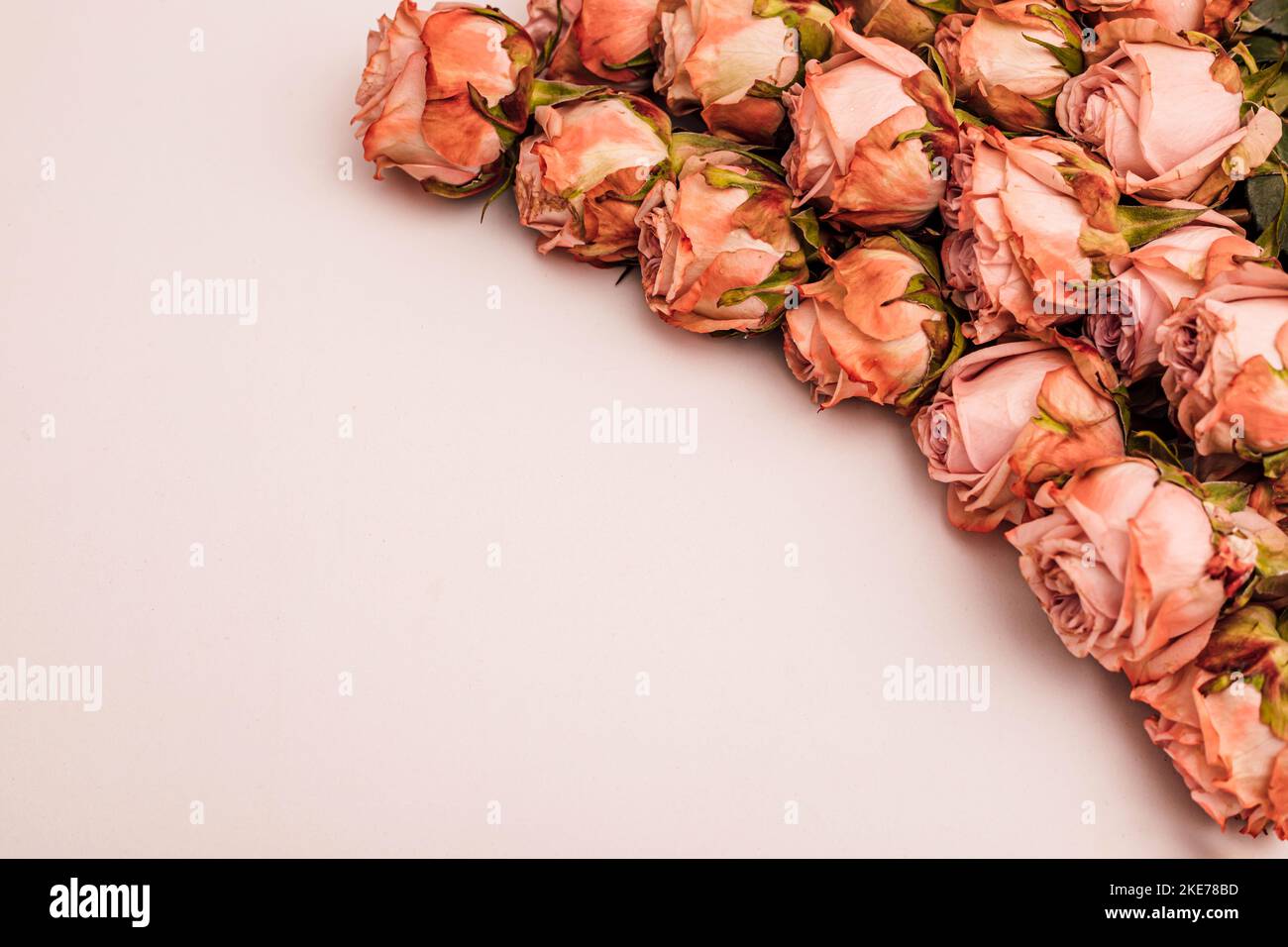 Orange roses are laid out on a monochromatic background.  Stock Photo