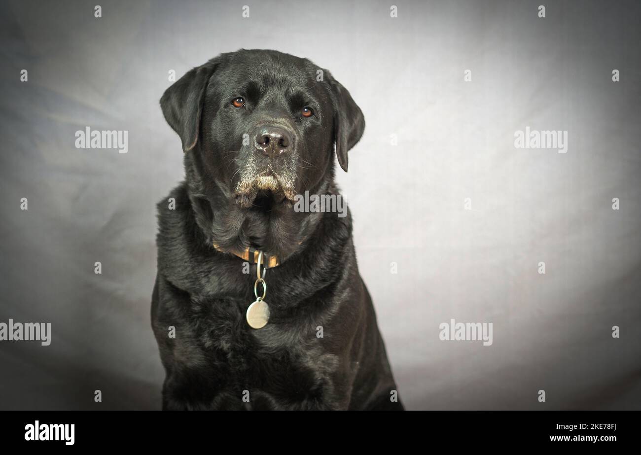 Via rottweiler hi-res stock photography and images - Alamy