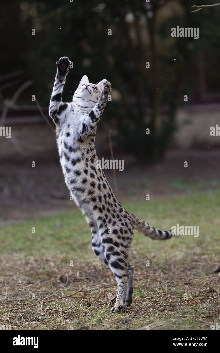 Savannah F1 Generation Stock Photo - Alamy