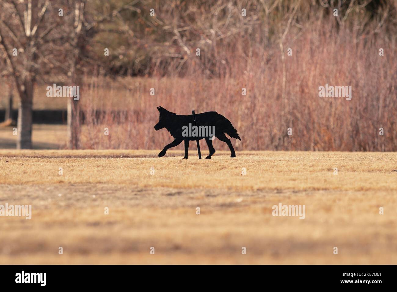 Closeup of a Coyote decoy positioned in a park to ward of Geese. Stock Photo