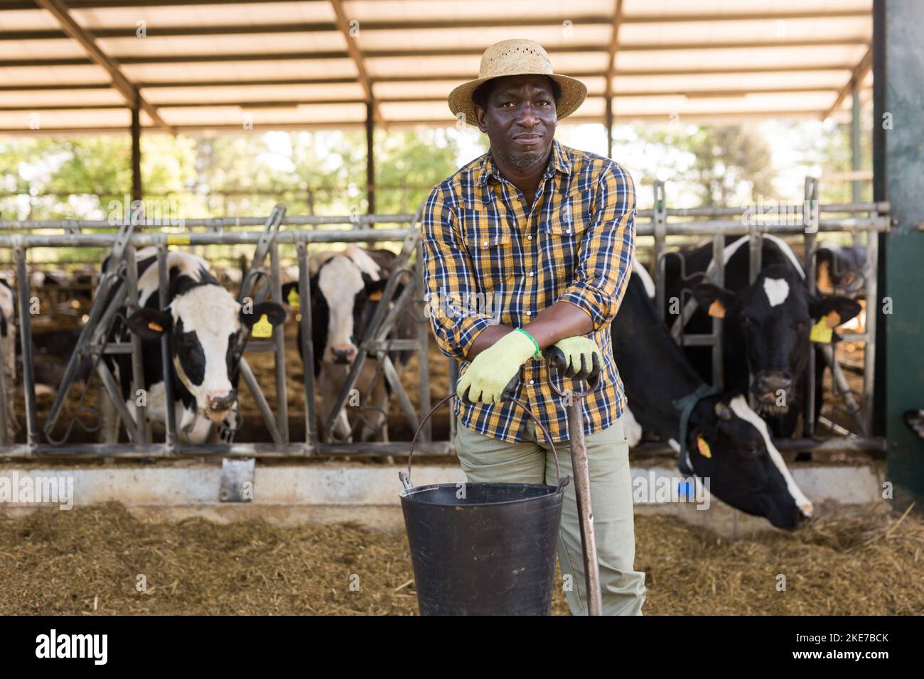 Portrait of an african american male farmer standing in a cowshed Stock Photo
