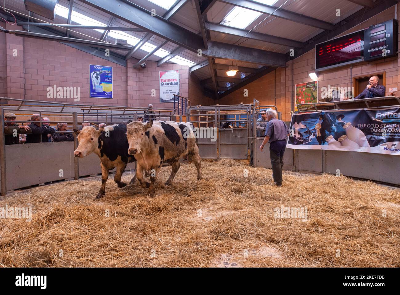 Cattle being auctioned at Carmarthen livestock market Stock Photo Alamy