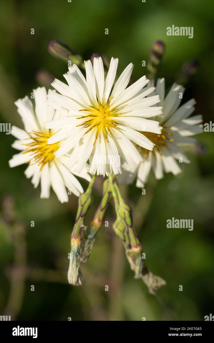 A closeup of beautiful Lactuca indica flowers in a garden Stock Photo