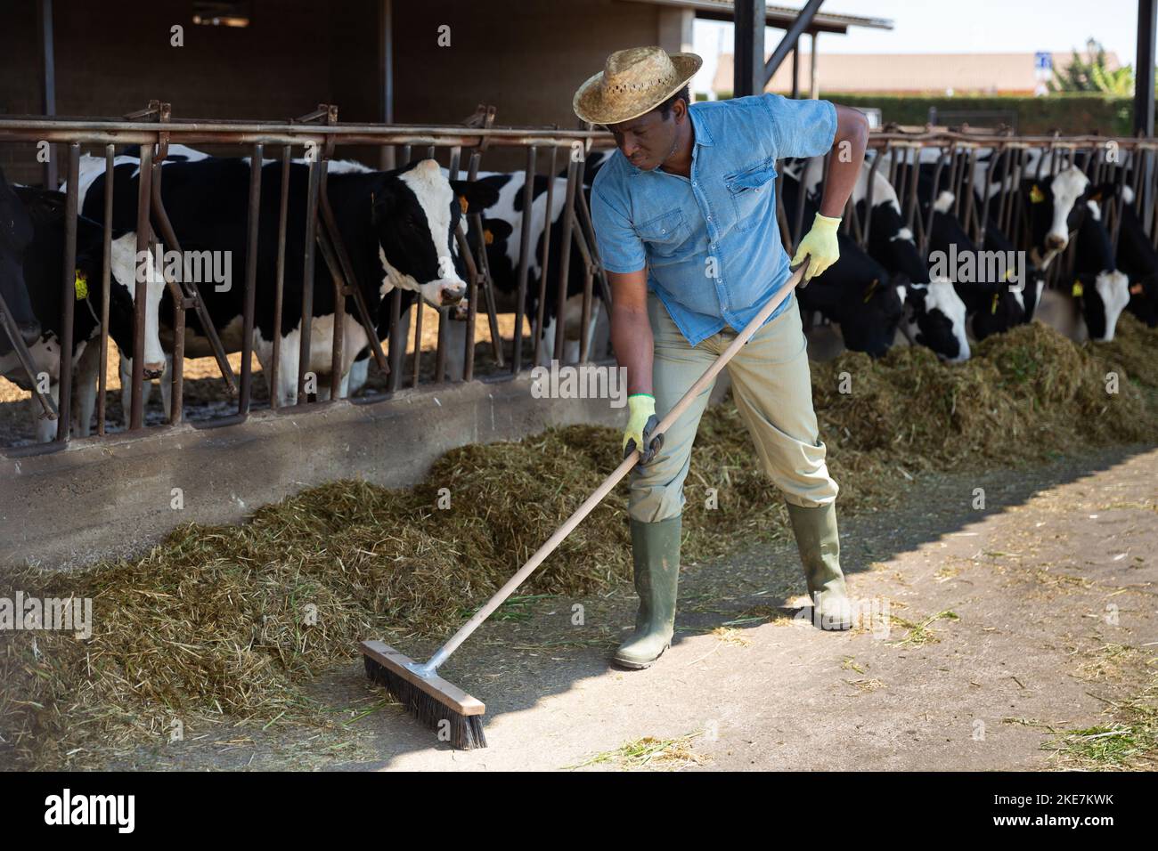 Large African Rakes Hardworking african american man rakes hay into one pile Stock Photo ...
