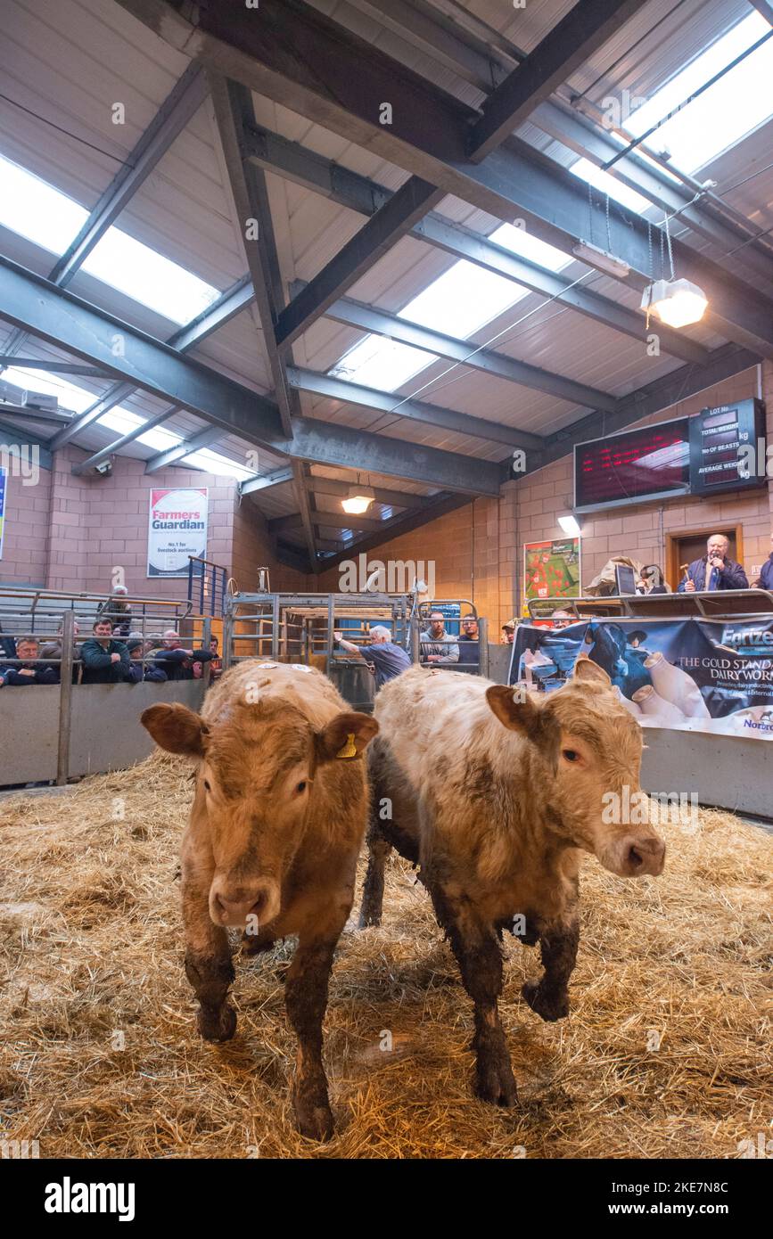 Cattle being auctioned at Carmarthen livestock market Stock Photo Alamy