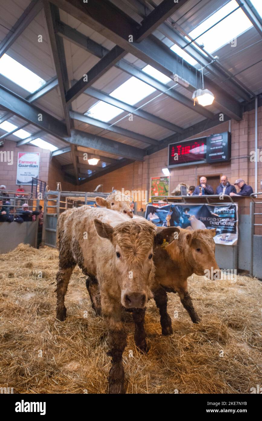 Cattle being auctioned at Carmarthen livestock market Stock Photo Alamy