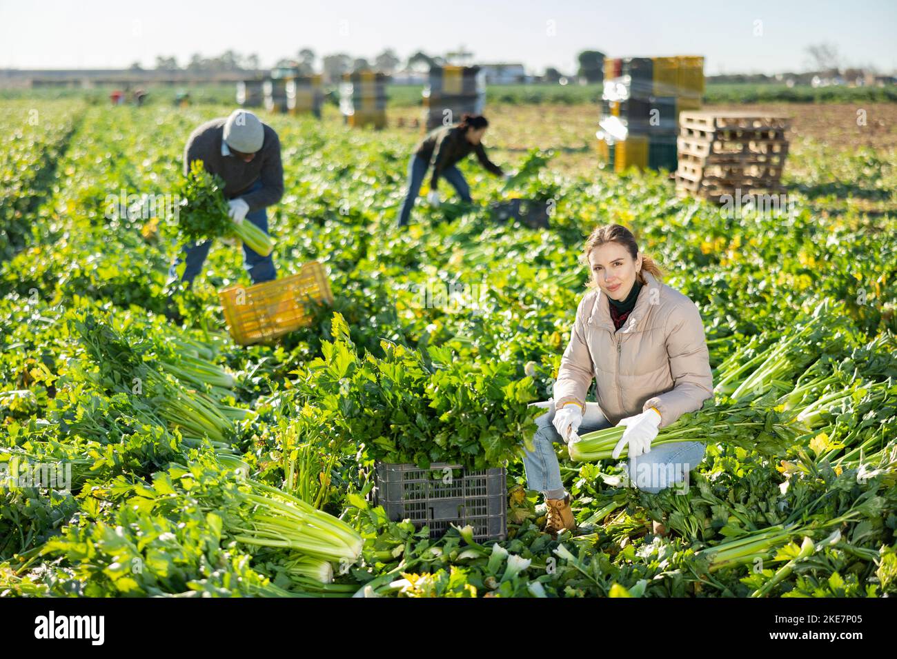 Successful young female vegetable grower harvesting celery on farm plantation Stock Photo Alamy