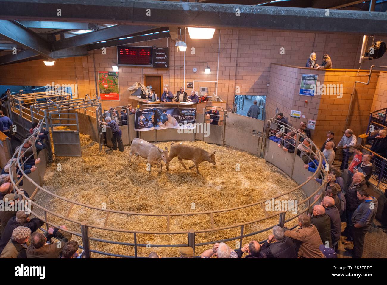Cattle being auctioned at Carmarthen livestock market Stock Photo Alamy
