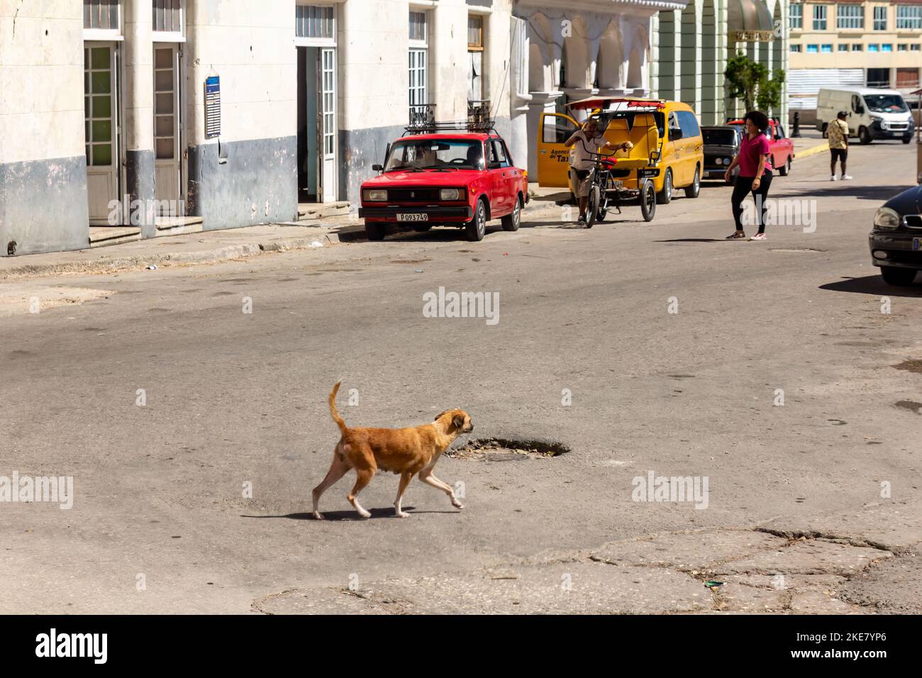 A stray dog walks in a damaged asphalt street where diverse vehicles