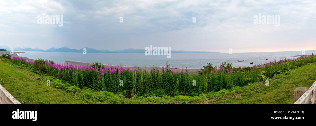 Panorama view of foggy; misty; Fireweed wildflowers; Chamaenerion angustifolium; Kachemak Bay; Kenai Mountains; Homer; Alaska; USA Stock Photo