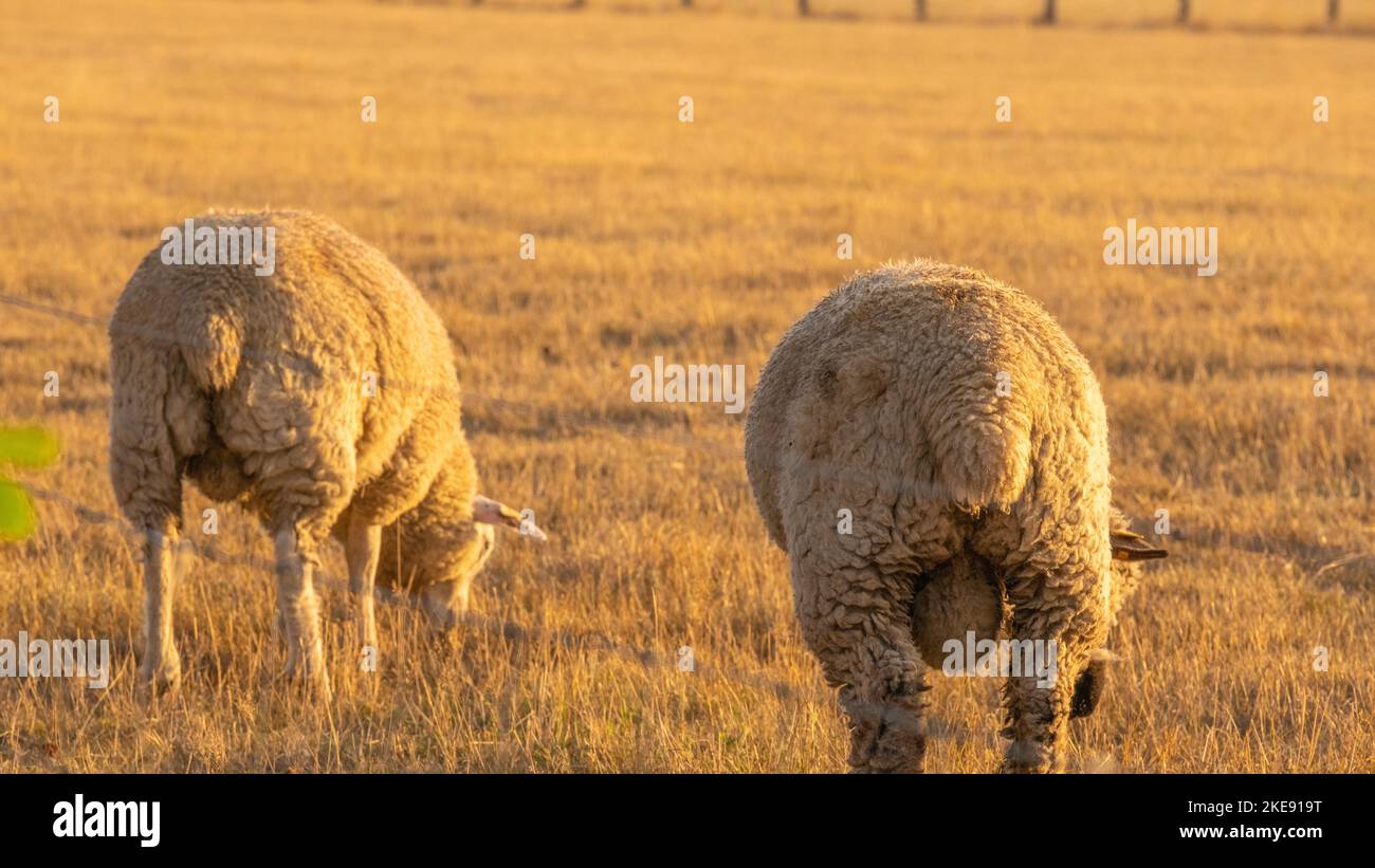 white Sheeps in paddock.Farm animals. Animal husbandry and agriculture  Stock Photo