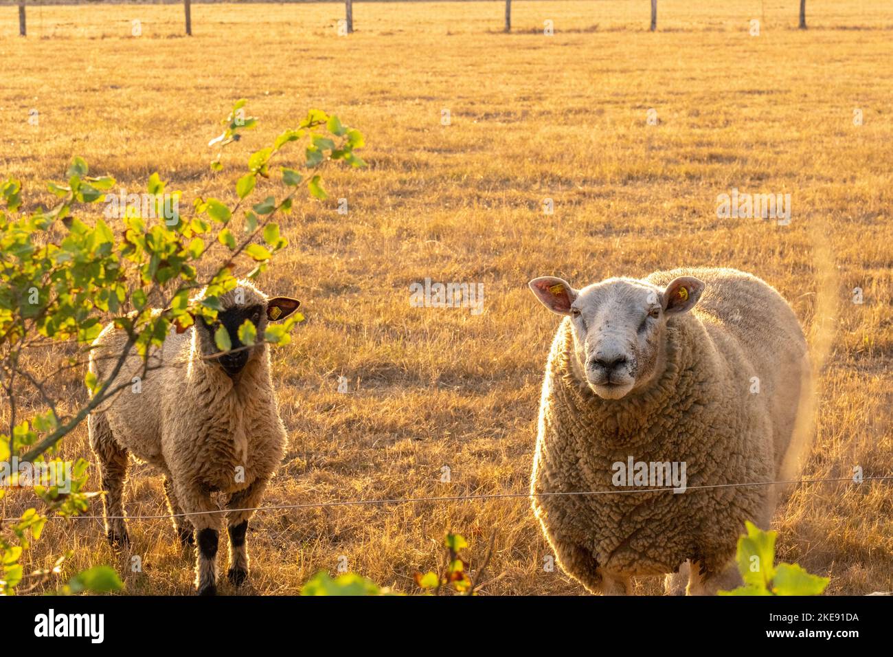white Sheeps in paddock.Animal husbandry and agriculture concept.Breeding and rearing sheep.Sheep woolen breeds.Three sheep portrait Stock Photo