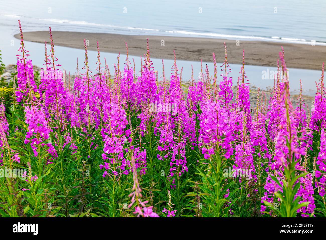Fireweed wildflowers; Chamaenerion angustifolium; foggy; misty; view; Kachemak Bay; Kenai Mountains; Homer; Alaska; USA Stock Photo