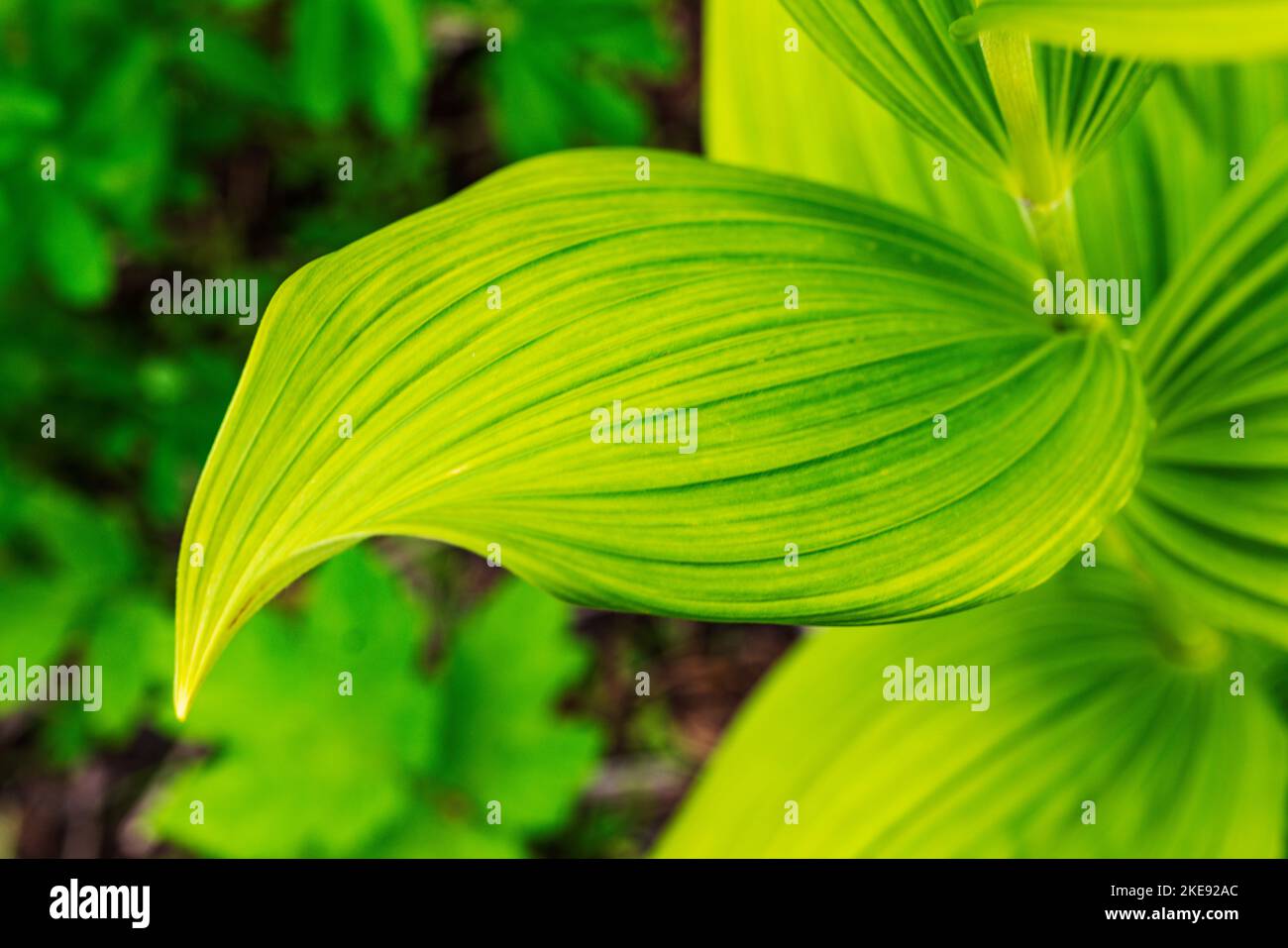 Close-up of wildflower leaf; Eveline State Recreation Park; Homer; Alaska; USA Stock Photo