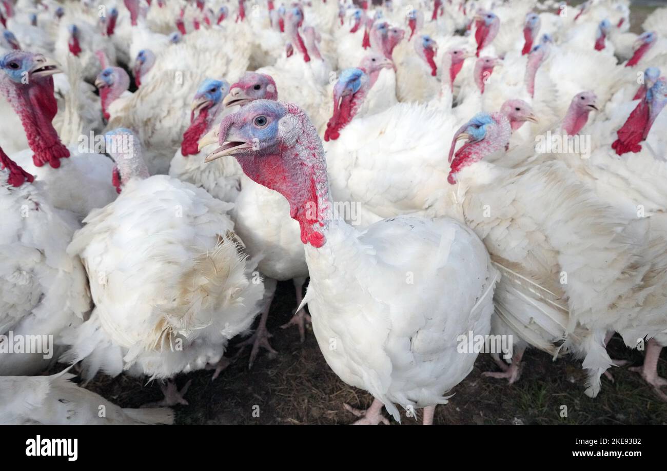 Bird flu 2022 hires stock photography and images Alamy