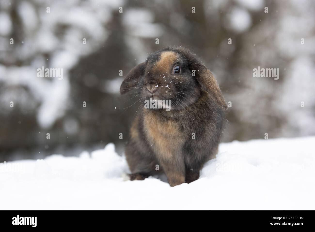 Small rabbits in snow hi-res stock photography and images - Alamy