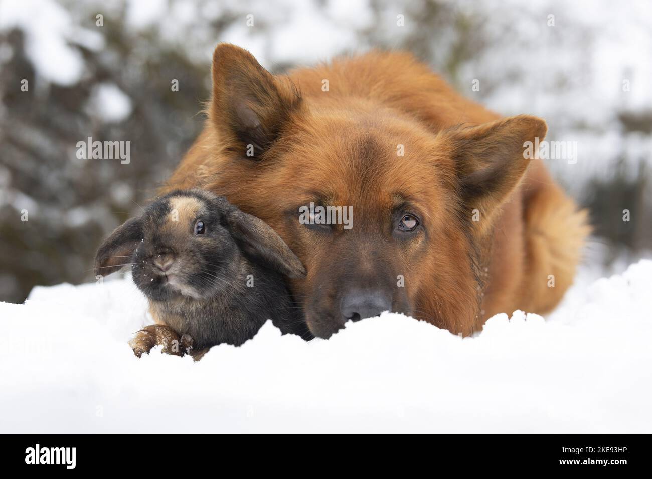 Harz Fox with Mini Lop Stock Photo