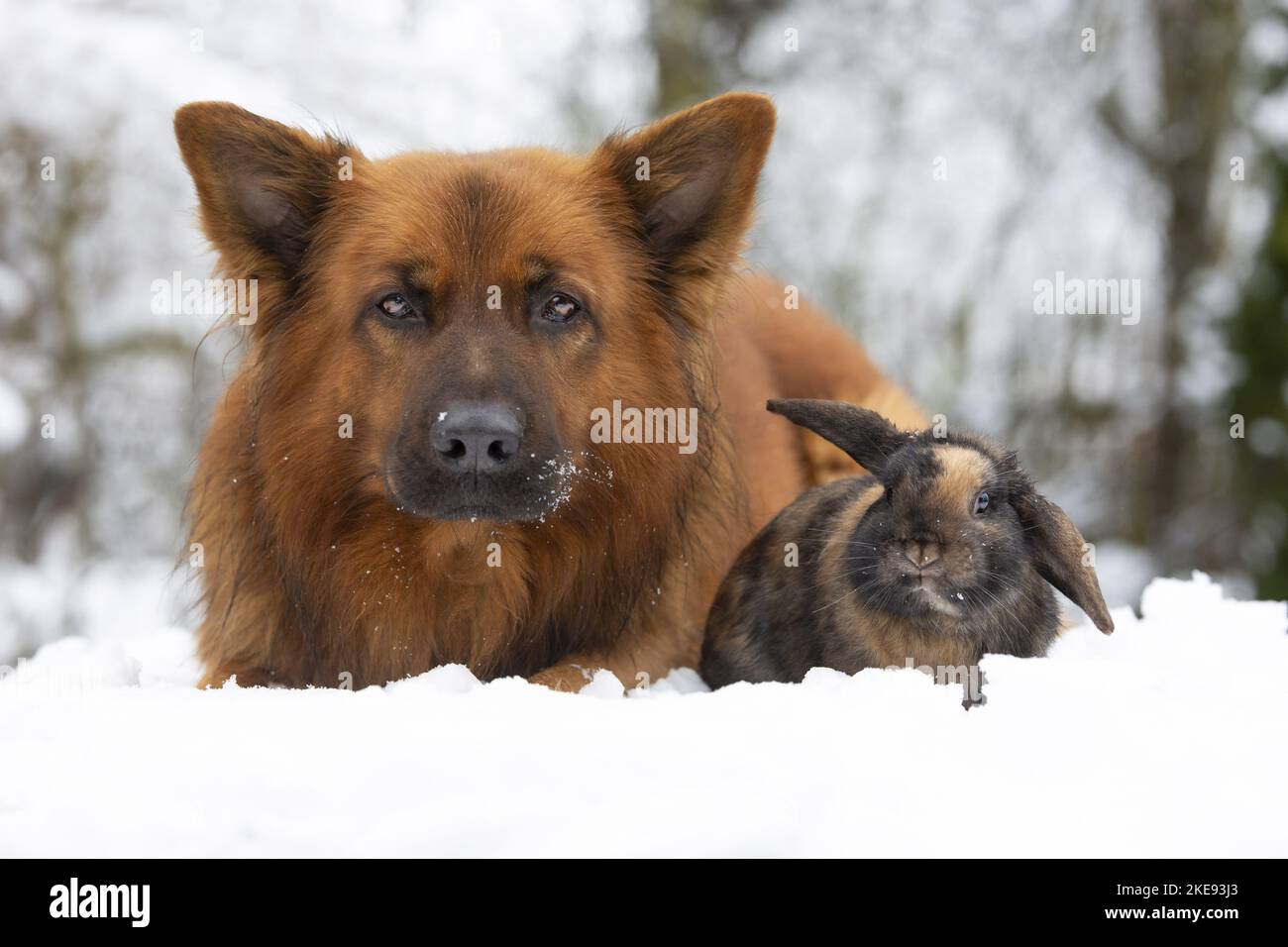 Harz Fox with Mini Lop Stock Photo