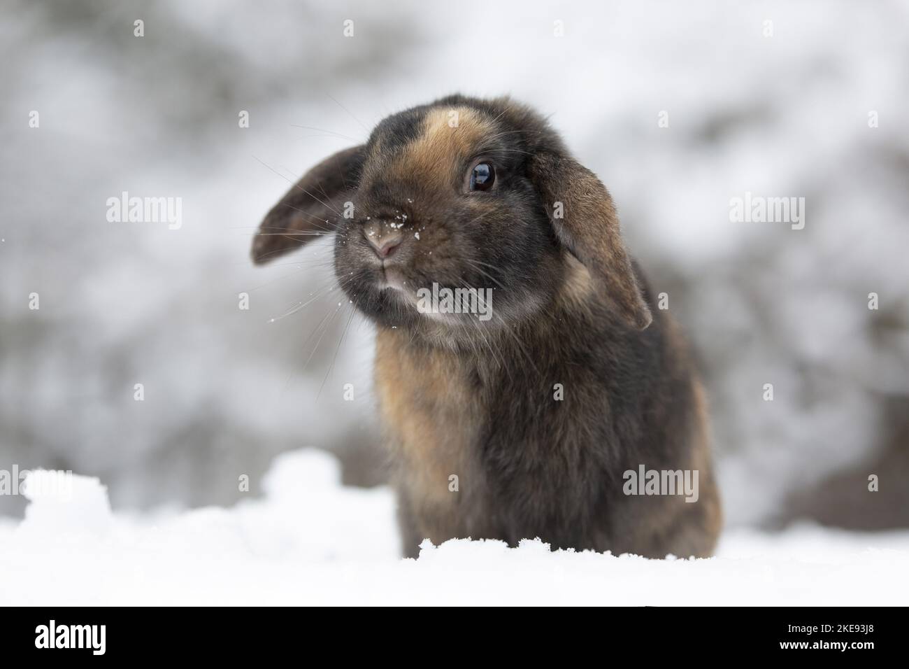 Small rabbits in snow hi-res stock photography and images - Alamy