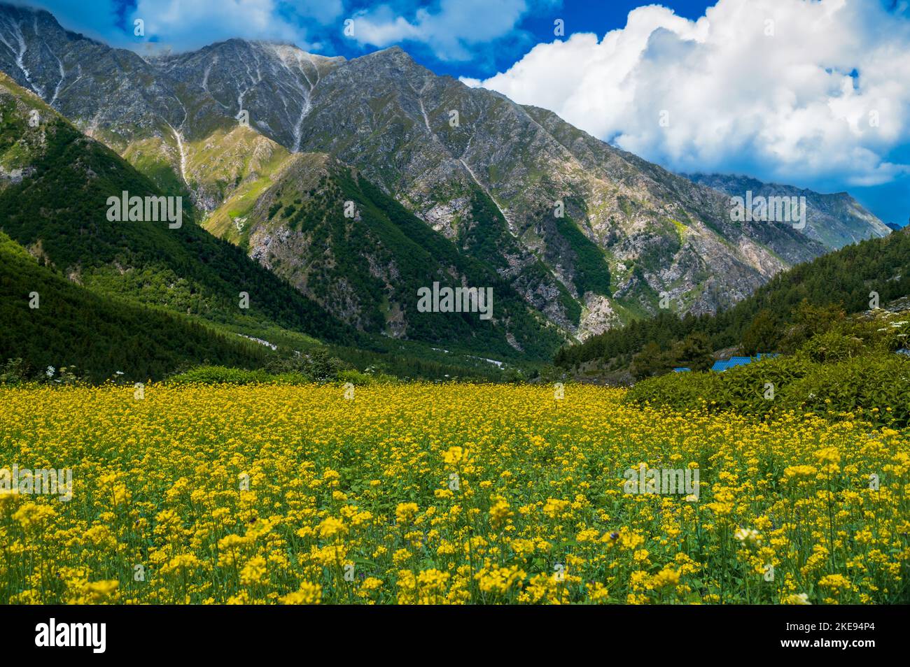 Meadow with yellow flowers. Chitkul, Himachal Pradesh, India July 2022