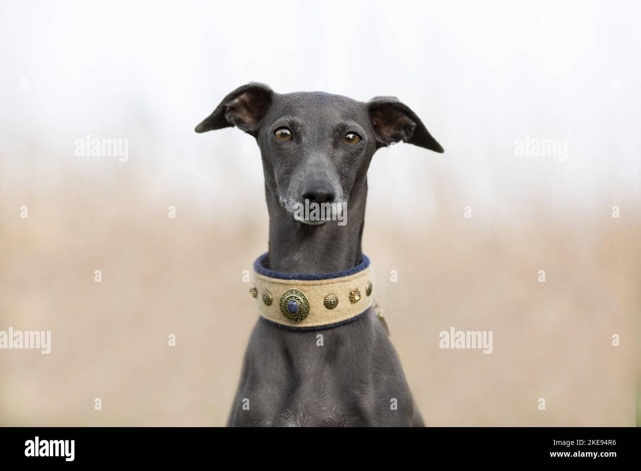 Dog italian greyhound hi-res stock photography and images - Page 10 - Alamy