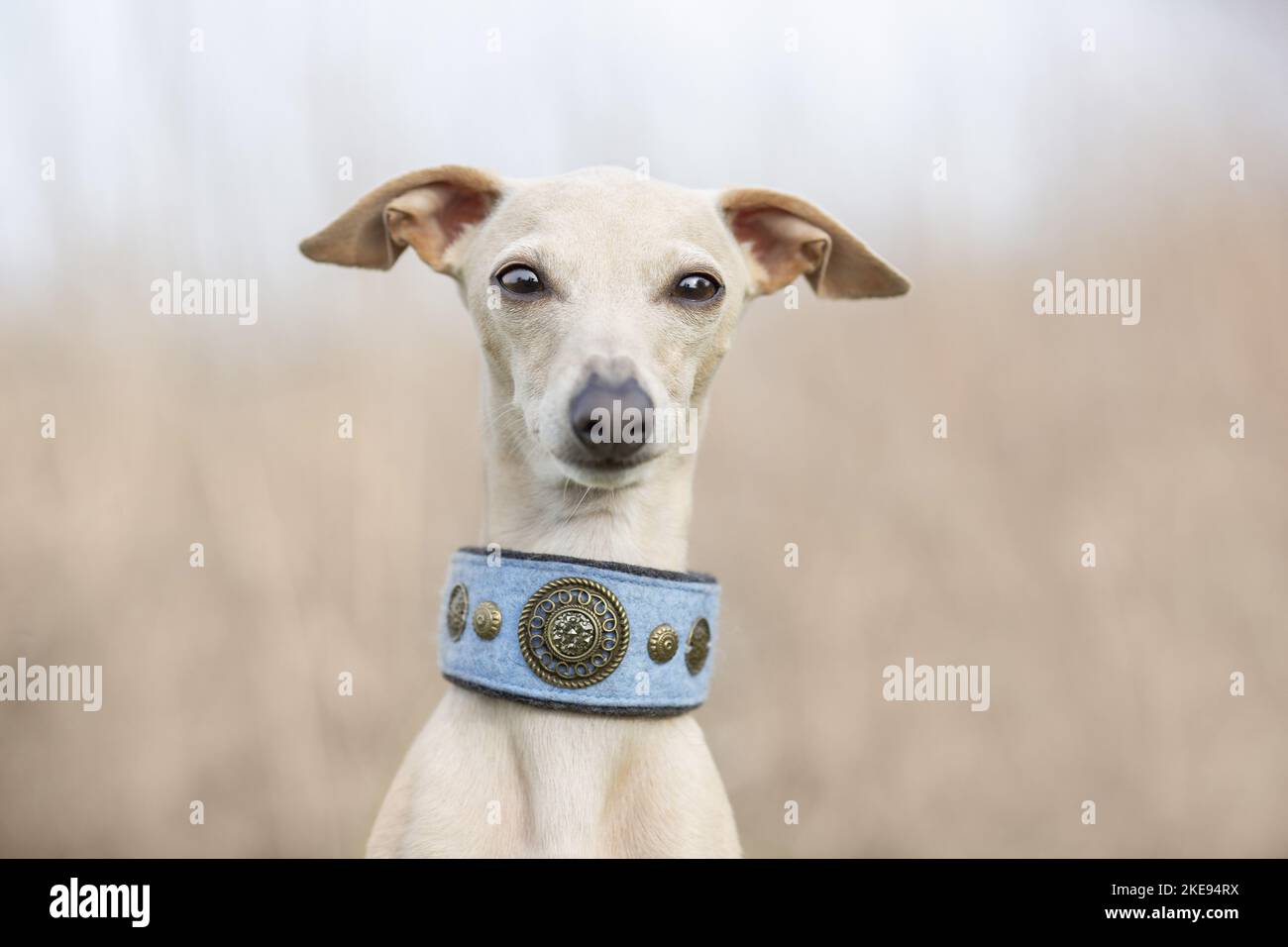 Do Italian Greyhounds Need Special Collars