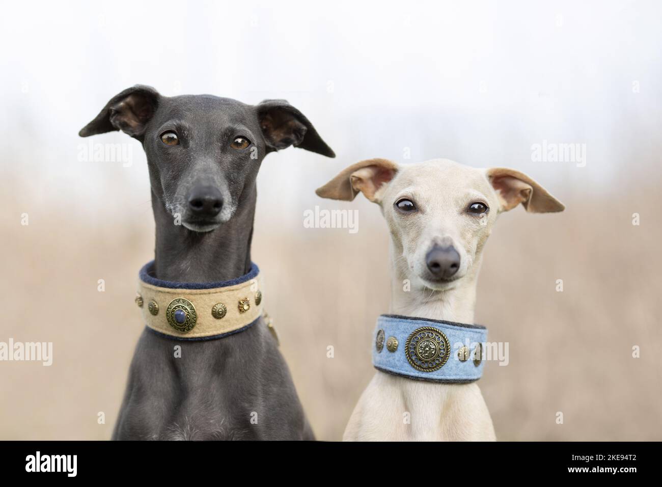 Do Italian Greyhounds Need Special Collars