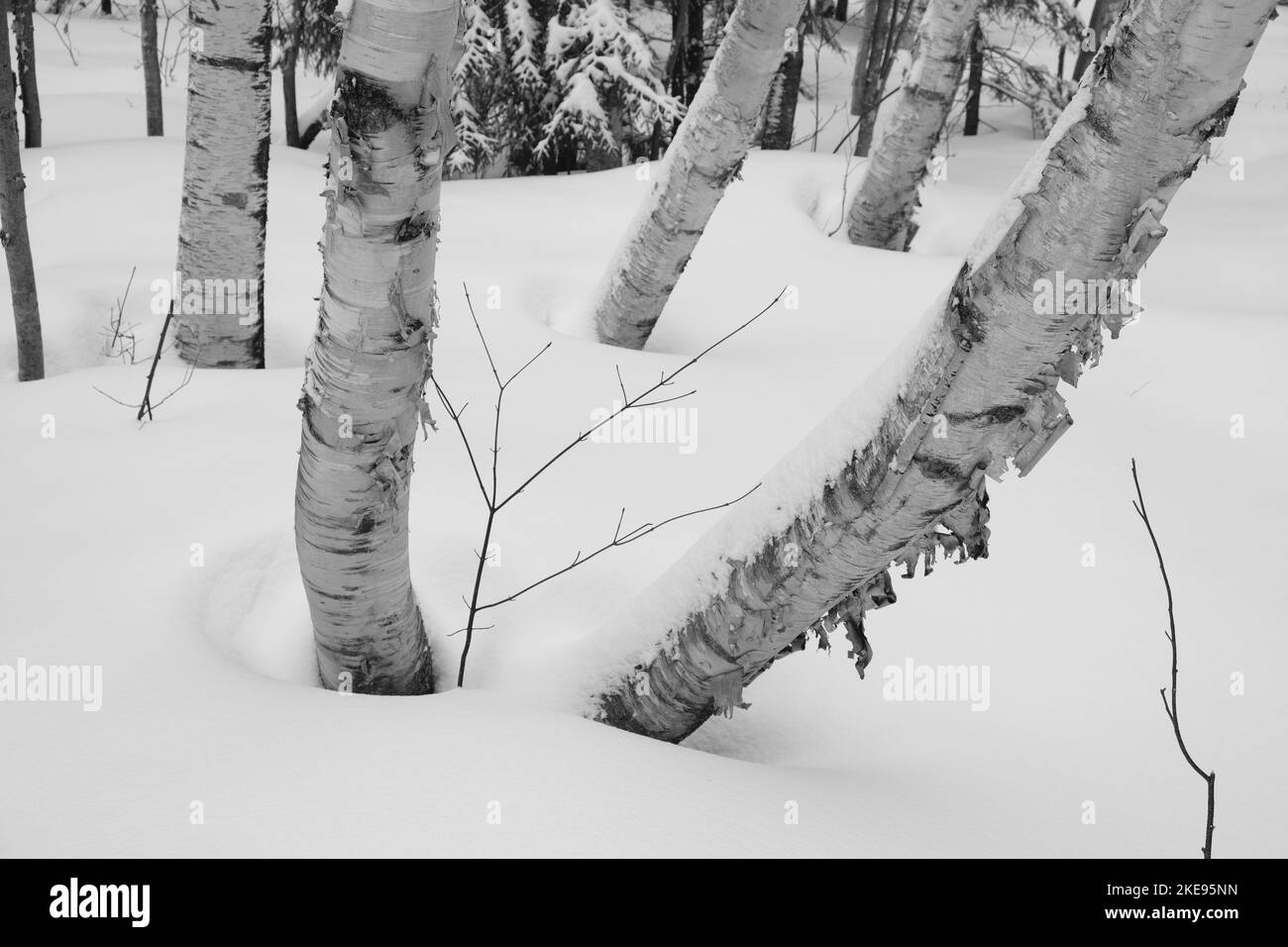 Beautiful, graceful birch trees in new snow, Trapp Family Lodge, Stowe, Vermont, USA. Stock Photo