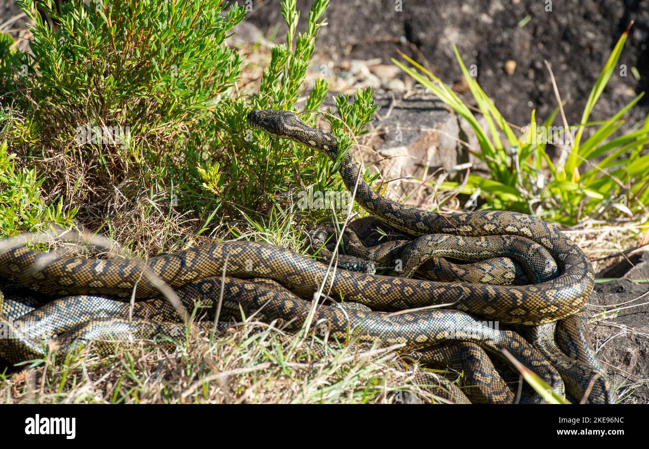 carpet python snakes mating at Urunga, New South Wales, Australia Stock ...