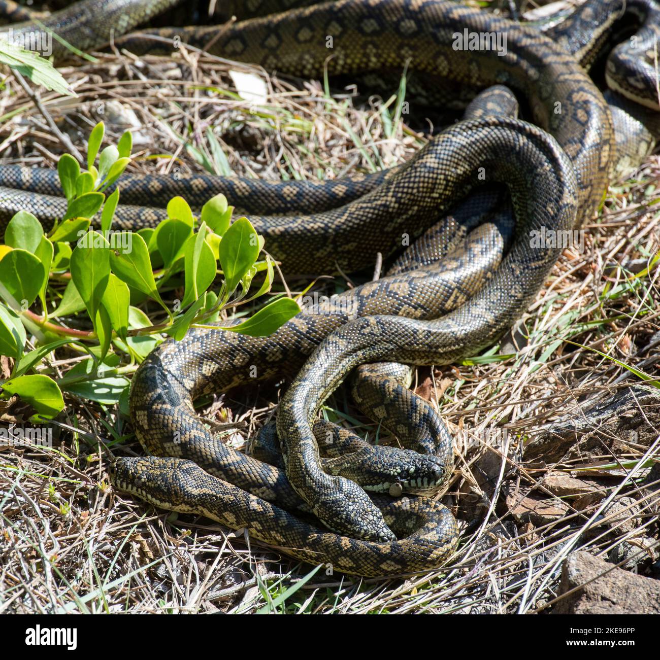 carpet python snakes mating at South West Rocks, New South Wales ...