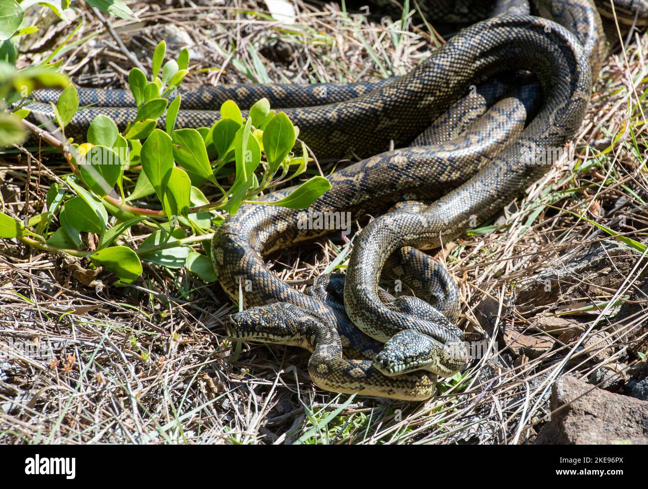 carpet python snakes mating at South West Rocks, New South Wales