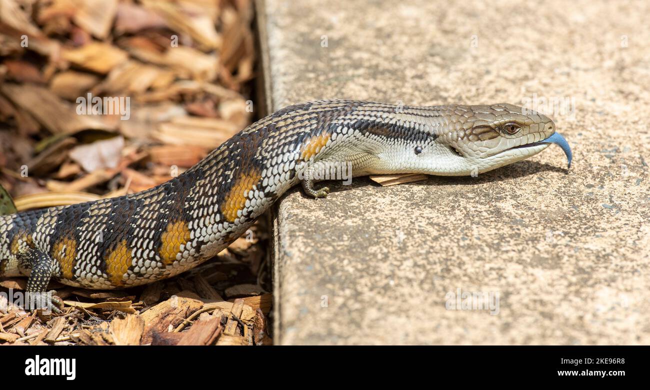Blue tongue lizard with tongue out. Stock Photo