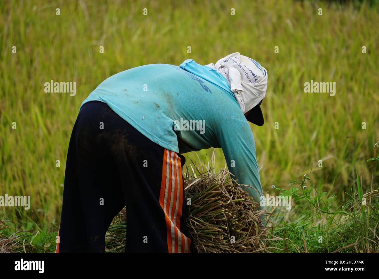 The farmer harvesting rice in traditional ways Stock Photo - Alamy