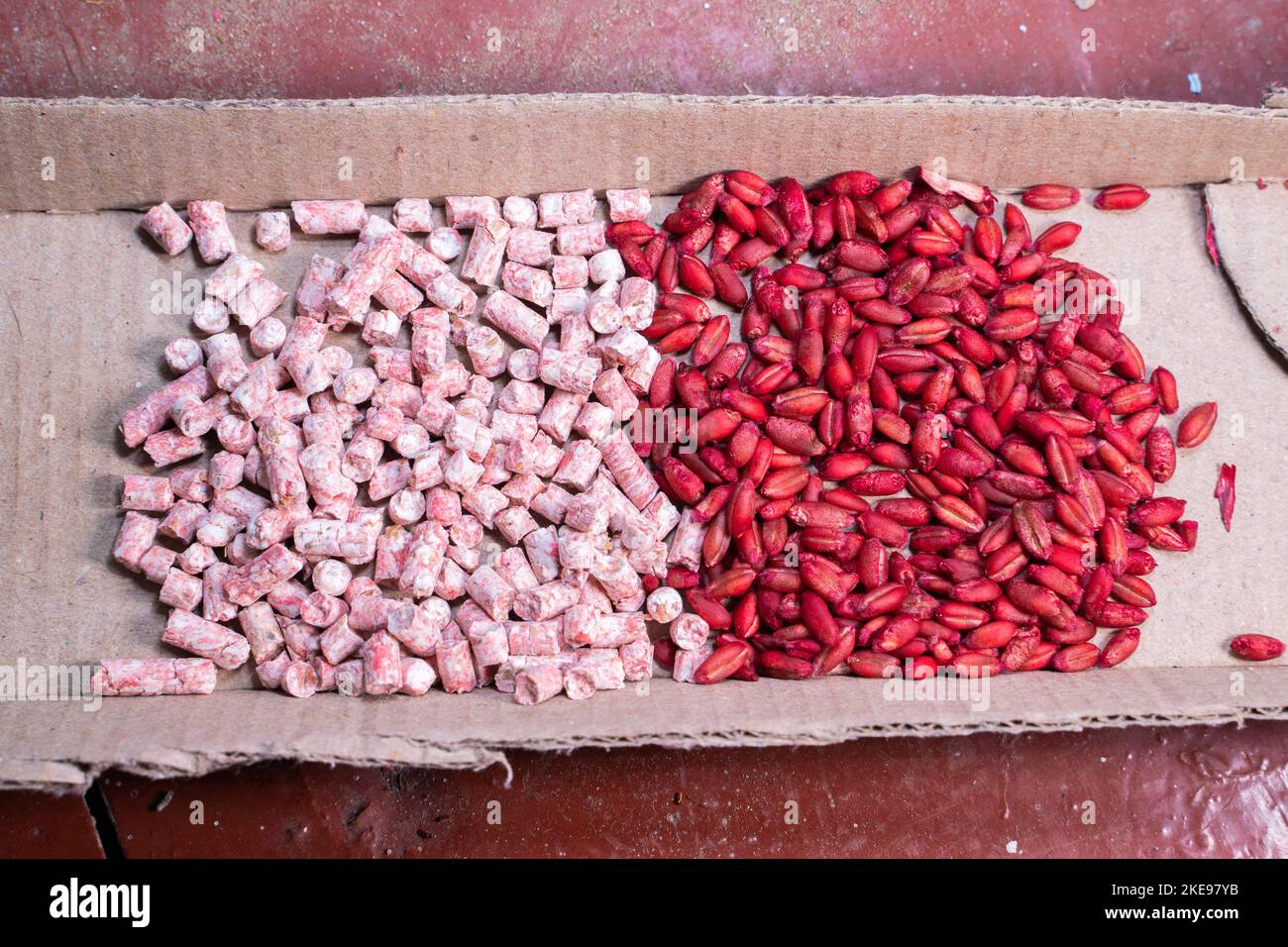 Two different poisons from rodent pests close-up on a cardboard backing. Red wheat and pink pellets of mouse poison. Fight against the invasion of rat Stock Photo