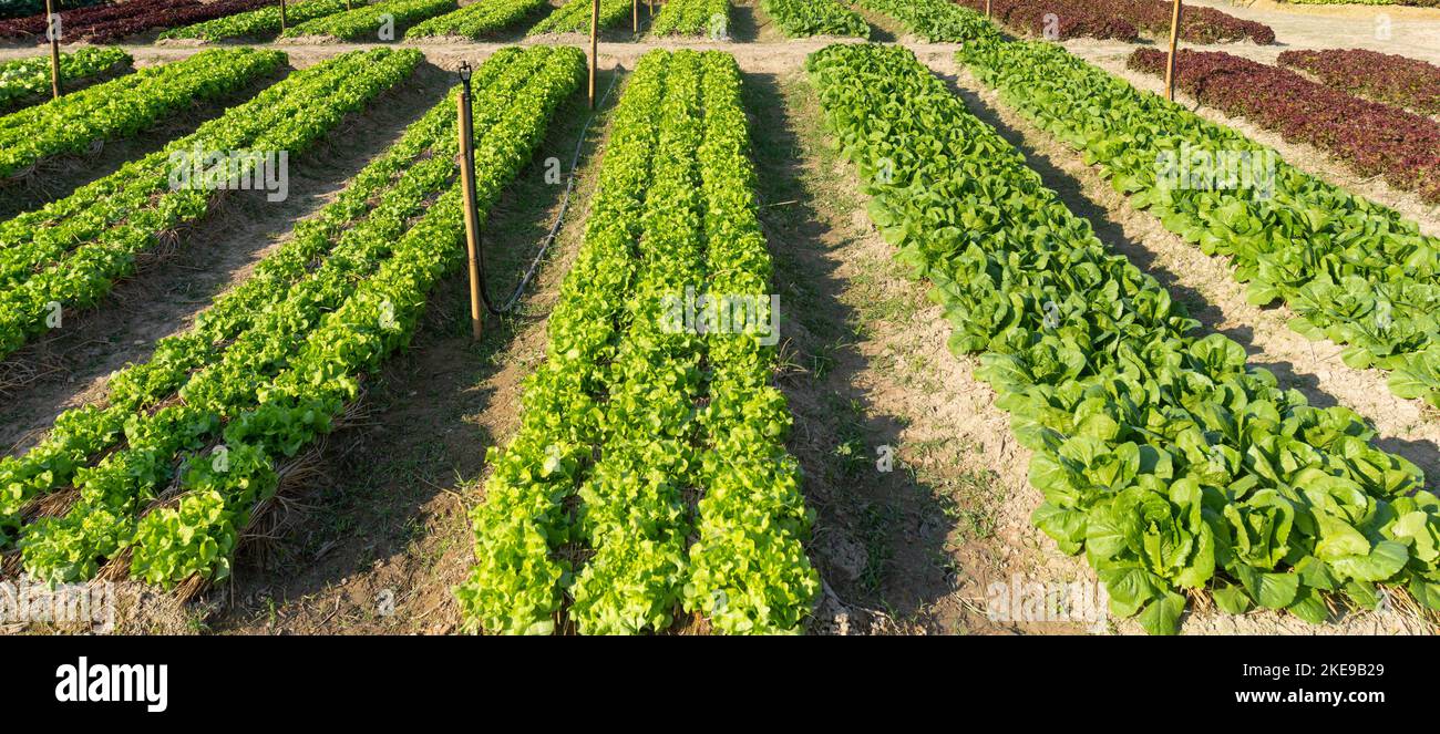 Rows of organic lettuce growing in farm Stock Photo