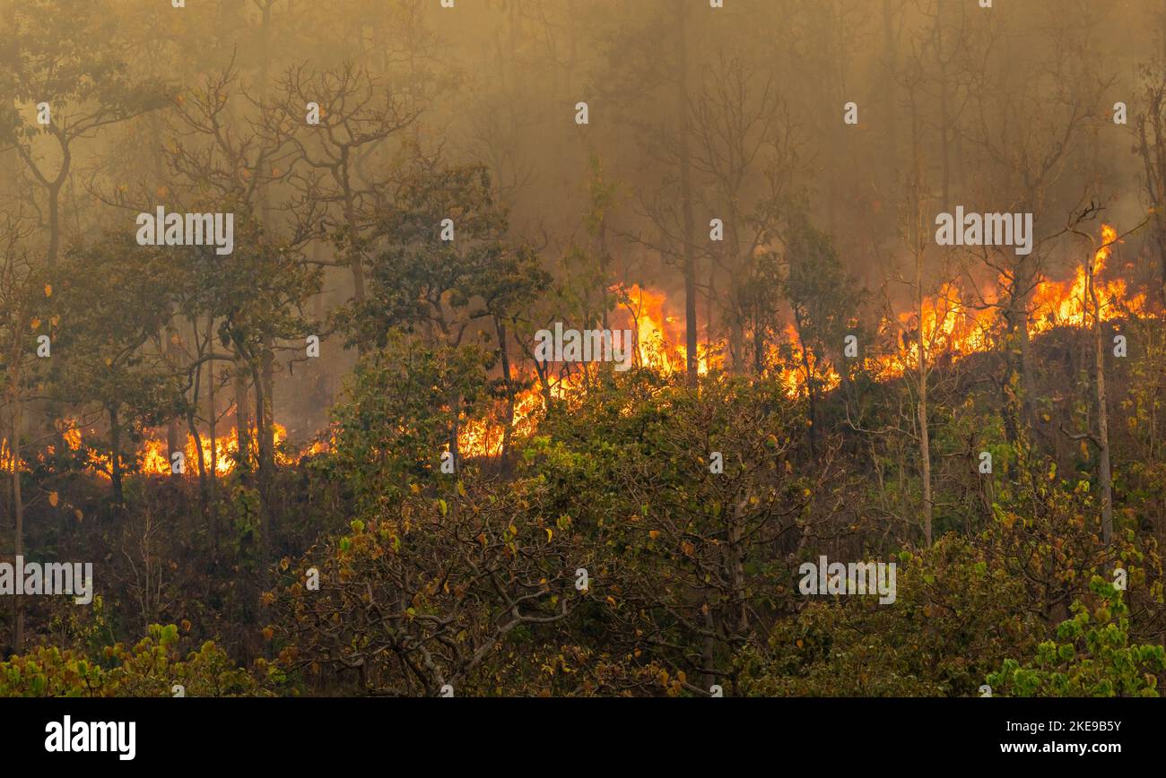 Wildfire disaster in tropical forest caused by human Stock Photo