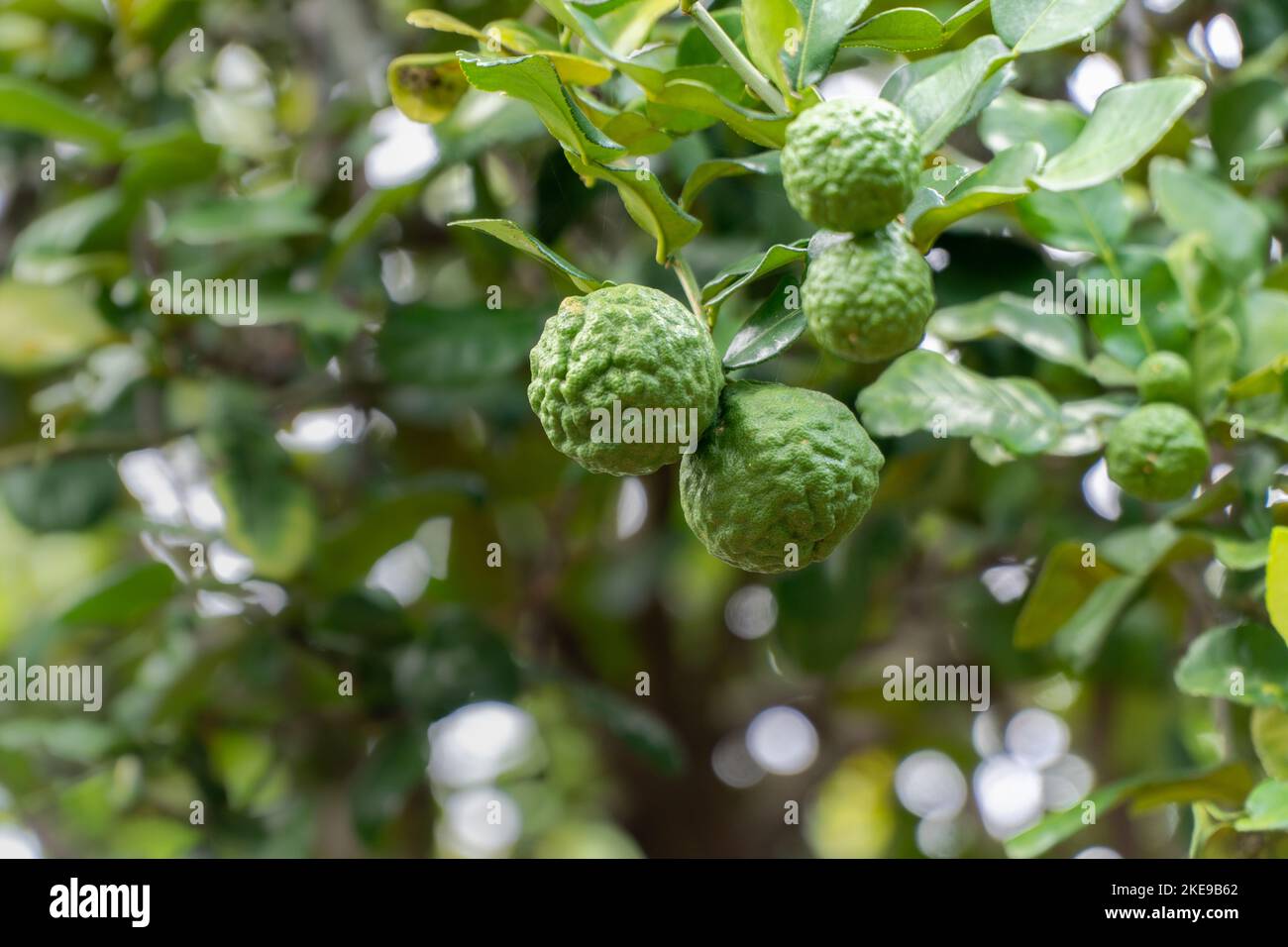 Kaffir lime , Bergamot or Citrus hystrix on tree in backyard. Stock Photo