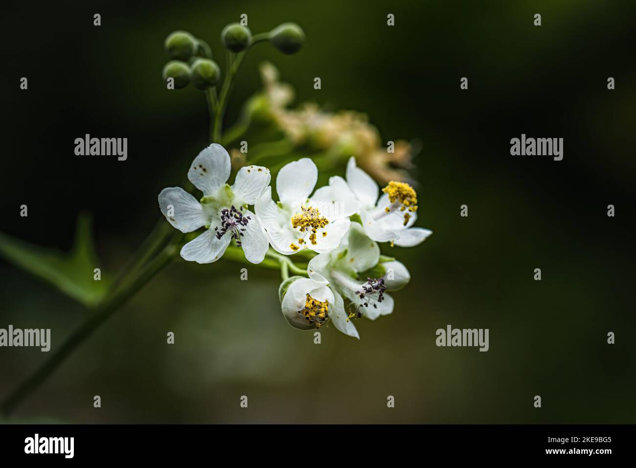 A closeup of blooming Cardiospermum grandiflorum flowers isolated in blurred background Stock Photo