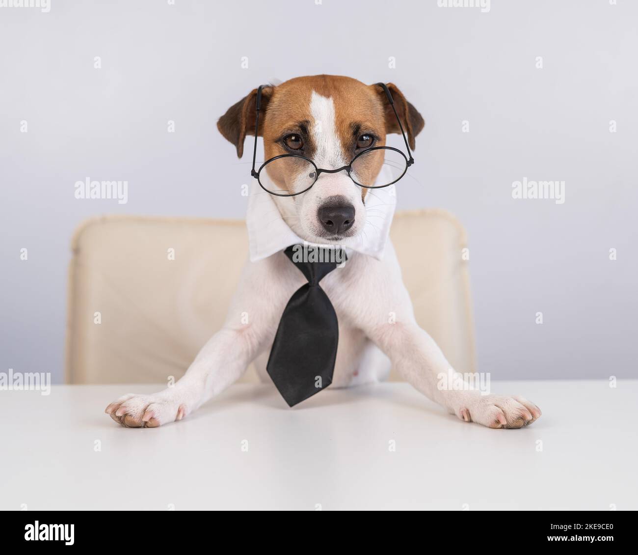 Dog Jack Russell Terrier dressed in a tie and glasses sits at a desk ...