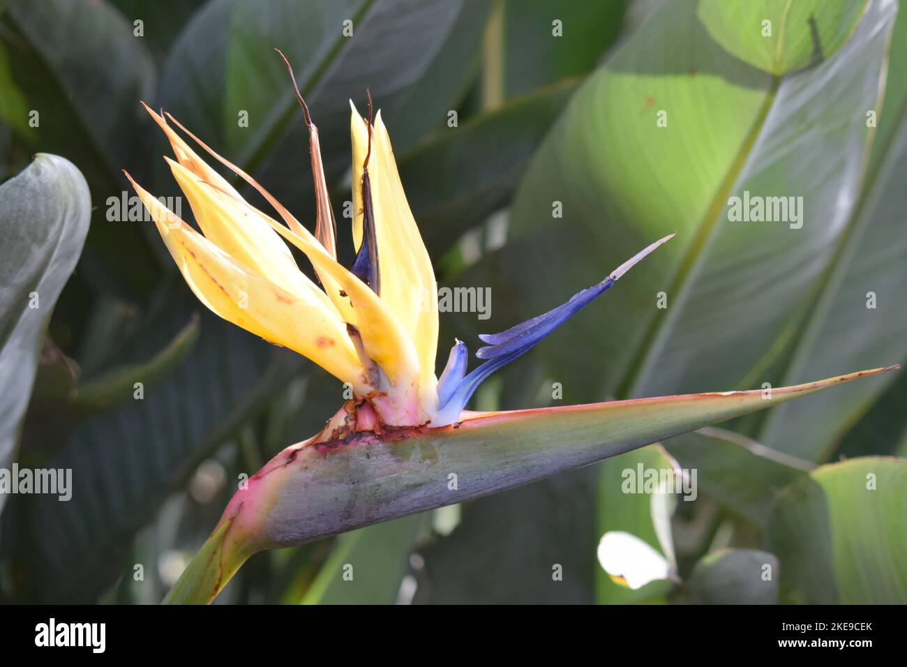 tropische zimmerpflanzen Baumfreund Philodendron Selloum Zimmerpflanze 22cm 60cm kaufen