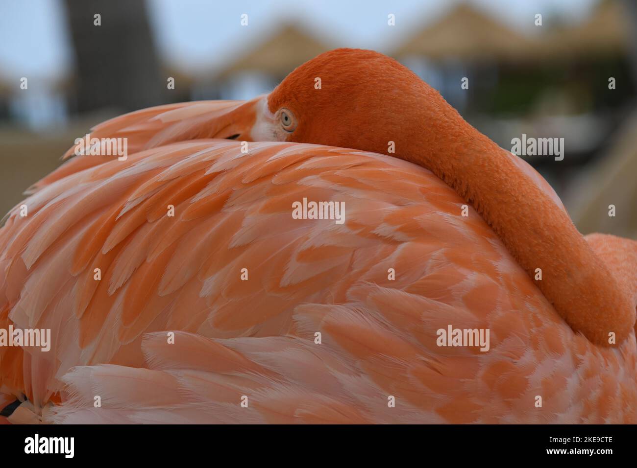Flamingo on Flamingo Beach, Aruba Stock Photo - Alamy
