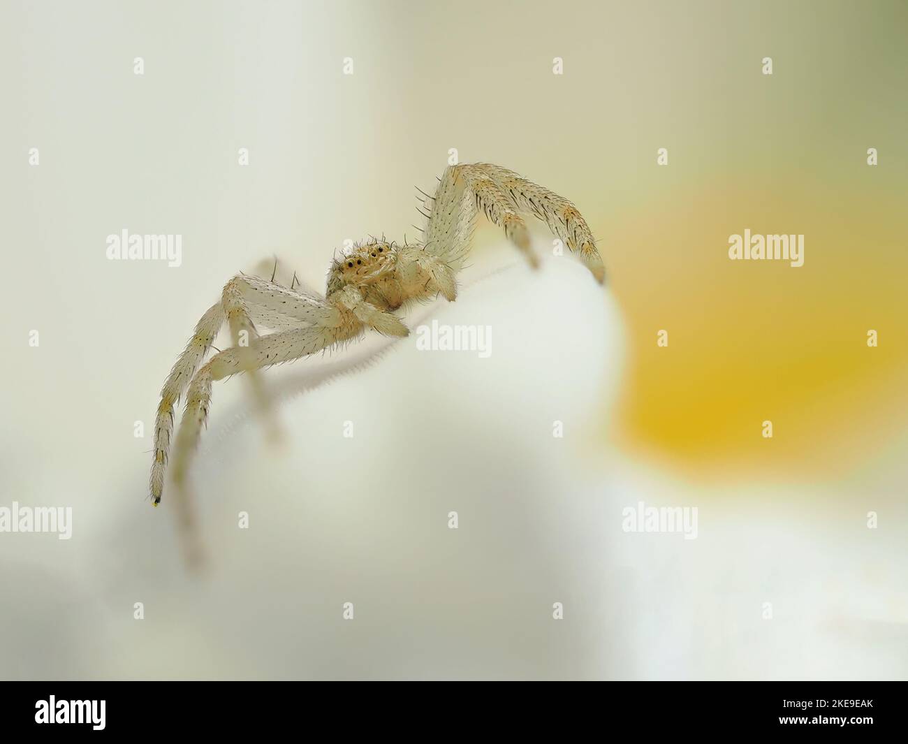 very tiny crab spider (Philodromus dispar) on a white flower petal facing the camera Stock Photo