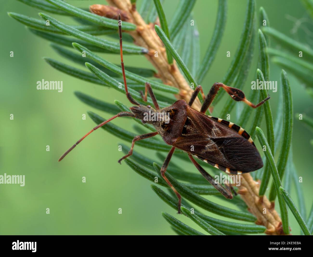 dorsal view of a western conifer seed bug, Leptoglossus occidentalis, crawling amongst the needles of a pine tree Stock Photo
