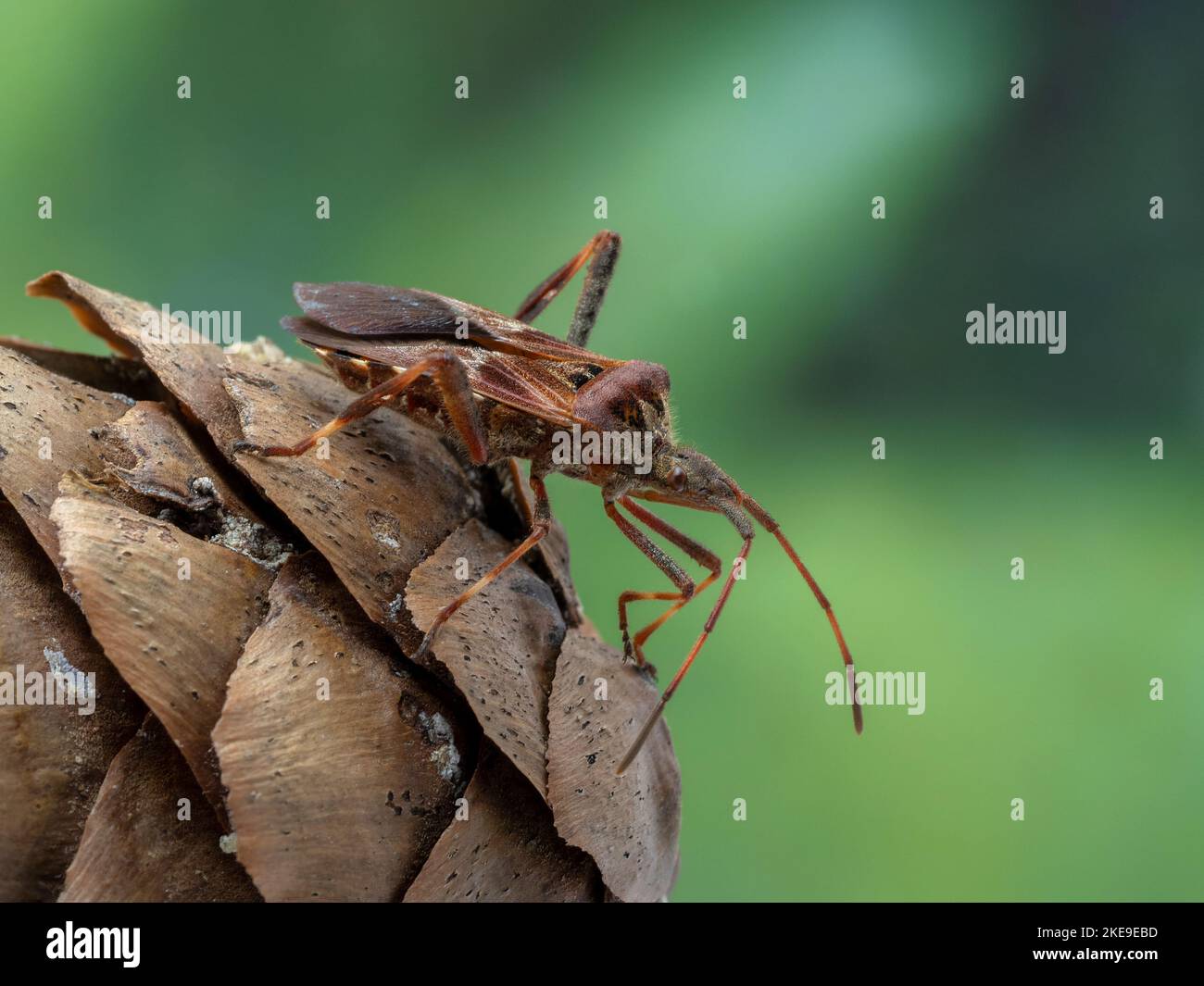 side view of a western conifer seed bug, Leptoglossus occidentalis, resting on a pine cone Stock Photo