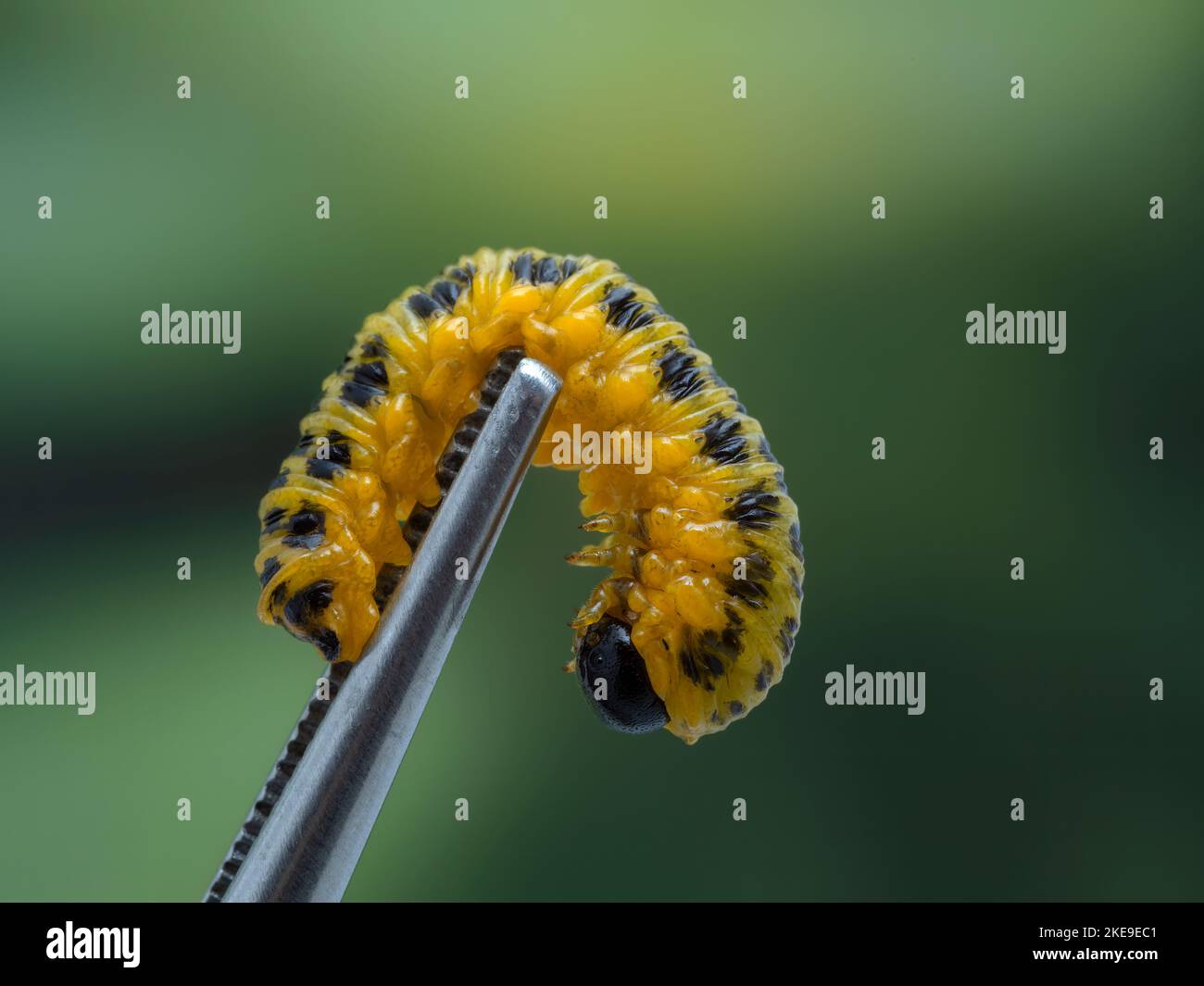 side view of a colorful dogwood sawfly larvae, Macremphytus testaceus, held by the tips of a pair of forceps. Sawflies are in the Order Hymenoptera, a Stock Photo